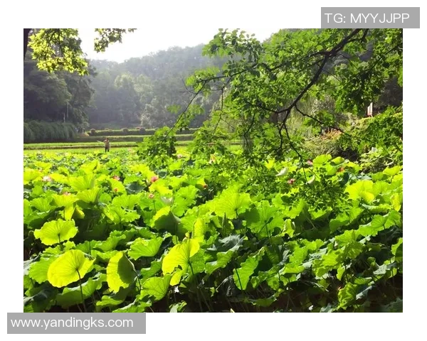 深度对话：杨敏如何在DOTA2的世界中追寻梦想与成长